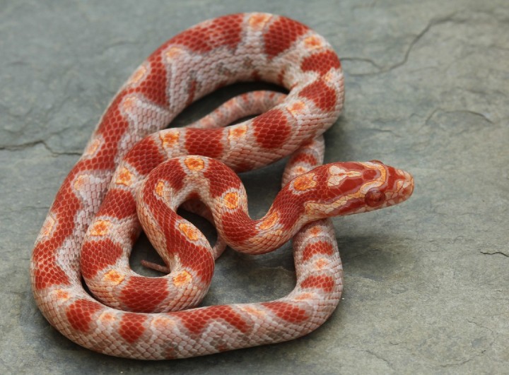 Reverse Okeetee Corn Snake